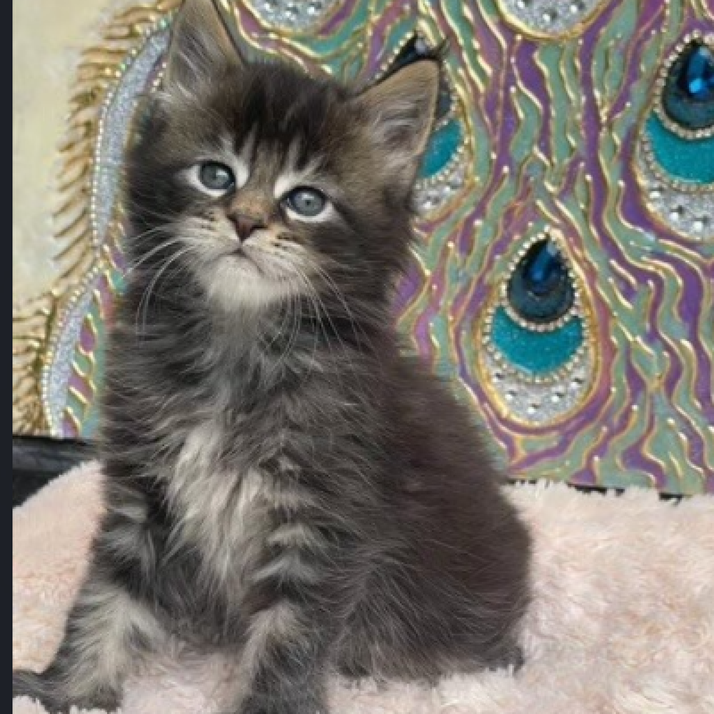 Female Mainecoon Kitten for Sale in Bellmore, NY