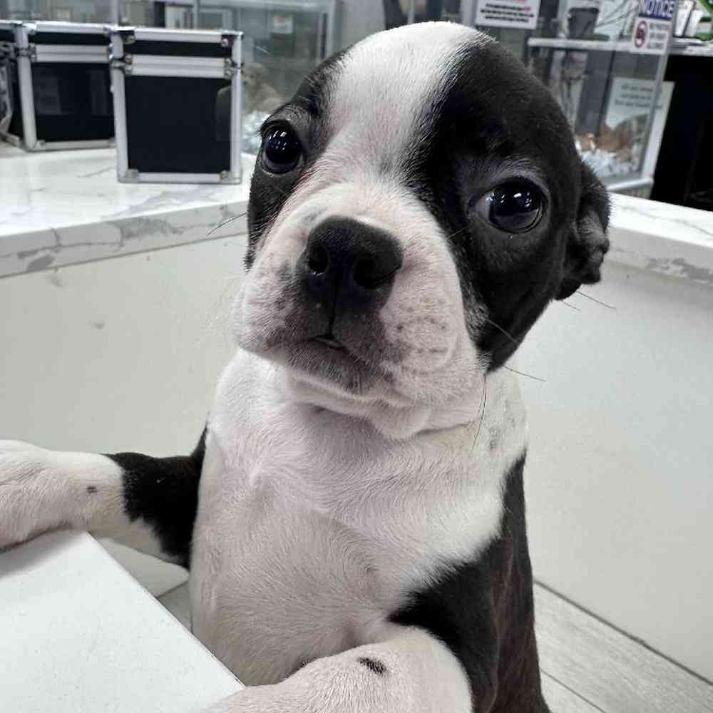 Male Boston Terrier Puppy for Sale in Bellmore, NY