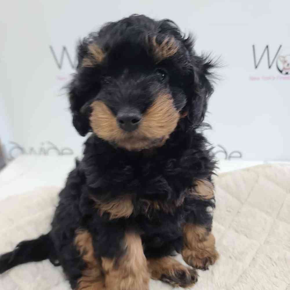 Male Mini Bernedoodle Puppy for Sale in Bellmore, NY