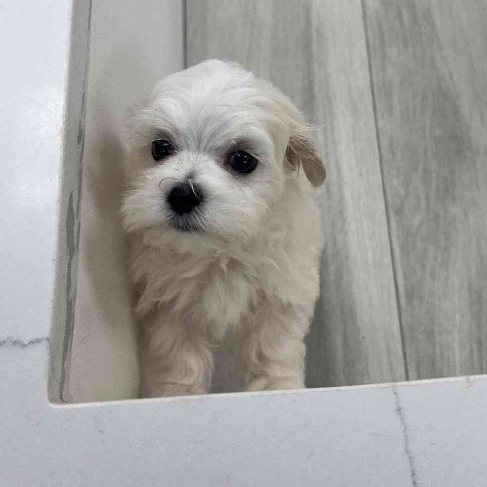 Male Maltipoo Puppy for Sale in Bellmore, NY