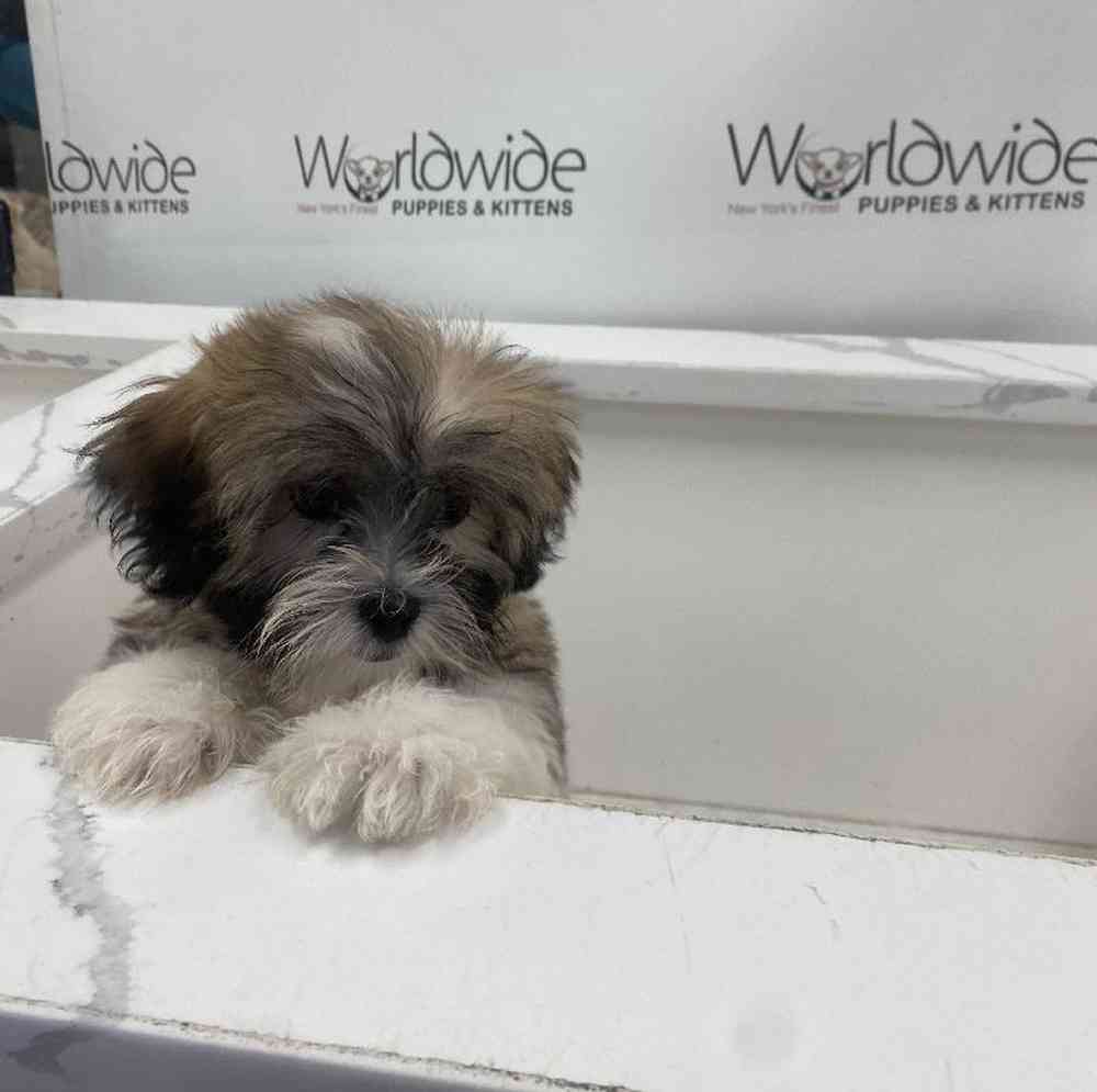 Male Malshi Puppy for Sale in Bellmore, NY