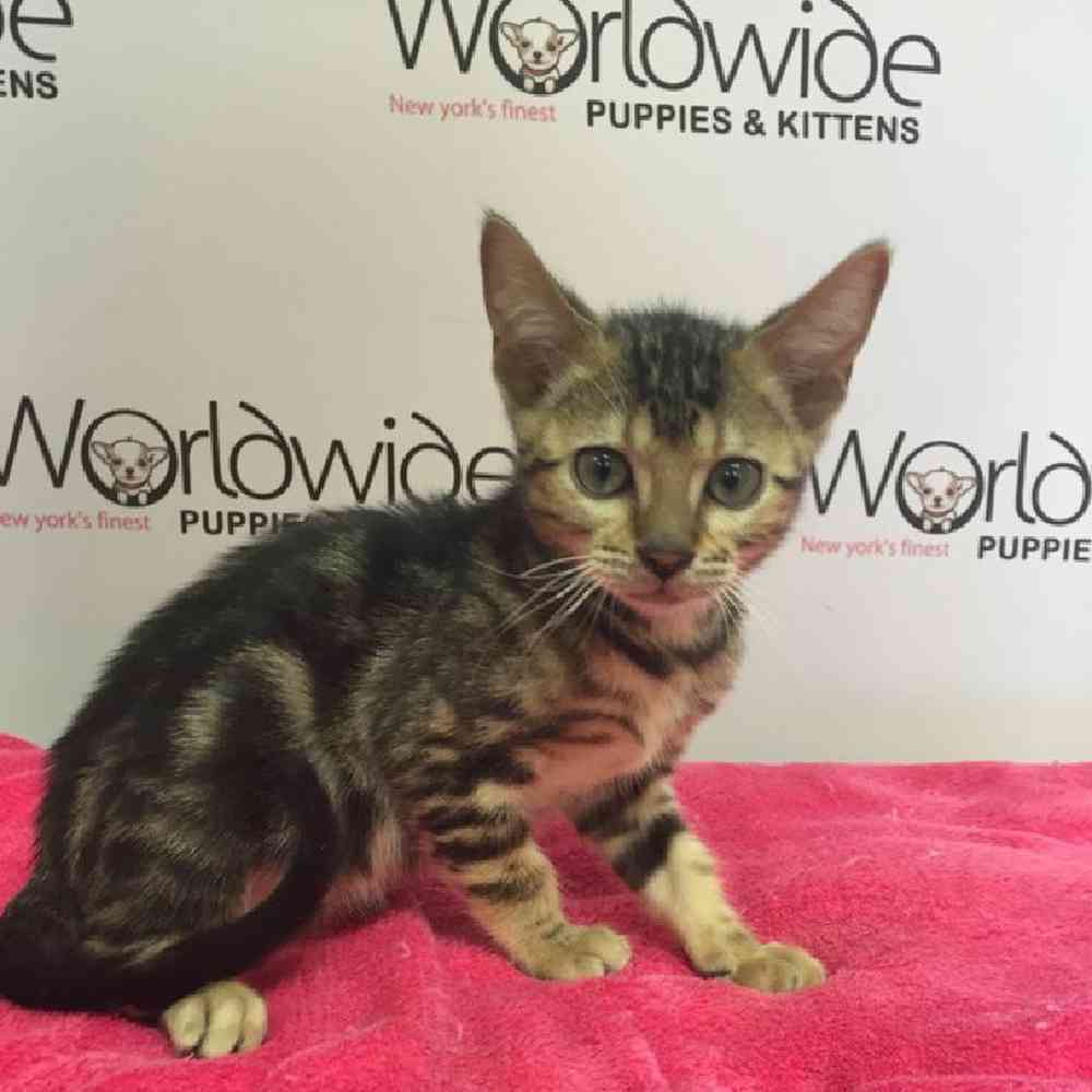 Male Bengal Kitten for Sale in Bellmore, NY