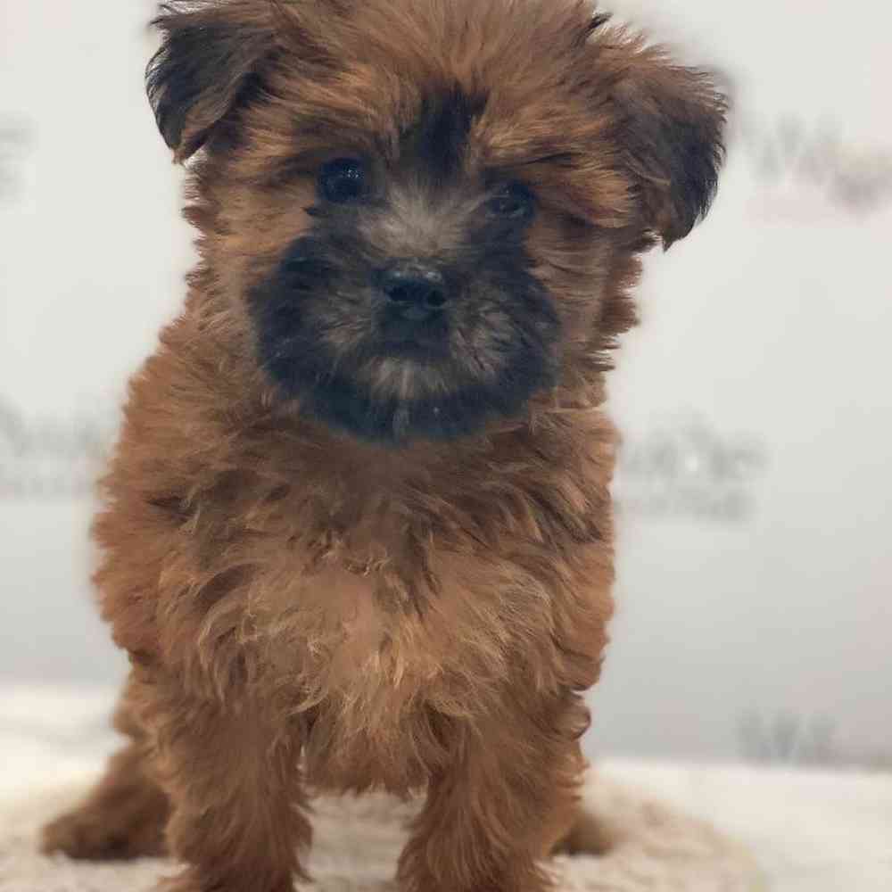 Female Mini Woodle Puppy for Sale in Bellmore, NY