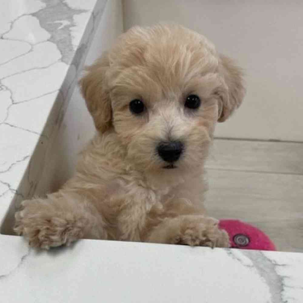 Male COCKAPOO/POODLE Puppy for sale