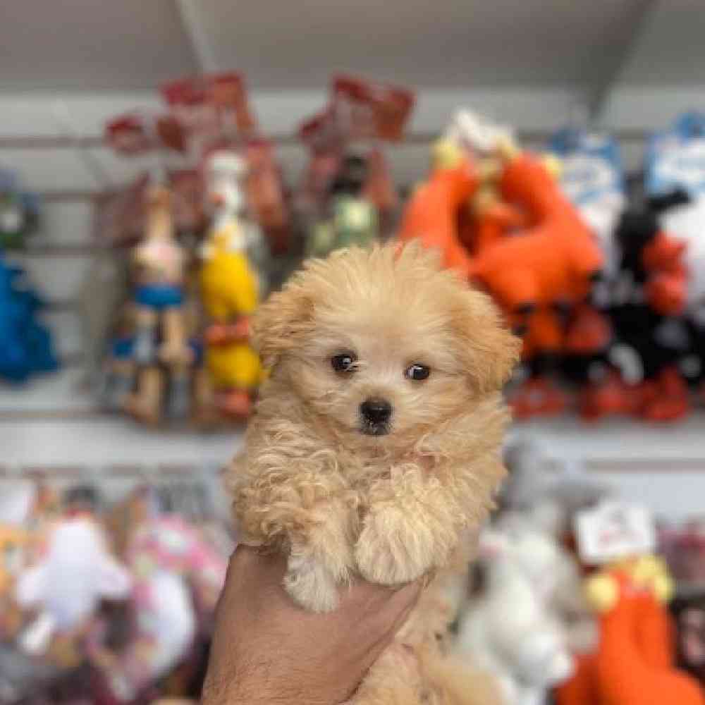Male Pom-A-Poo Puppy for Sale in Bellmore, NY