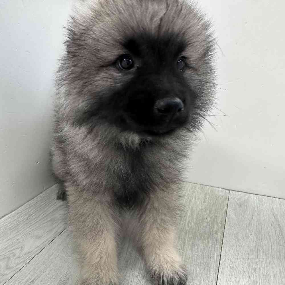 Female Keeshond Puppy for Sale in Bellmore, NY