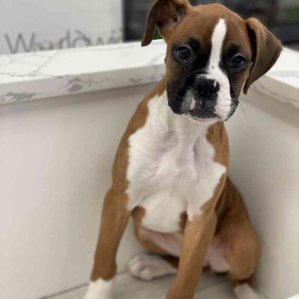 Female Boxer Puppy for Sale in Bellmore, NY