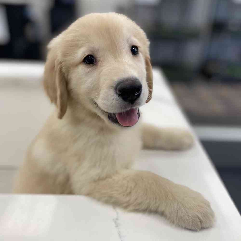 Female Golden Retriever Puppy for Sale in Bellmore, NY