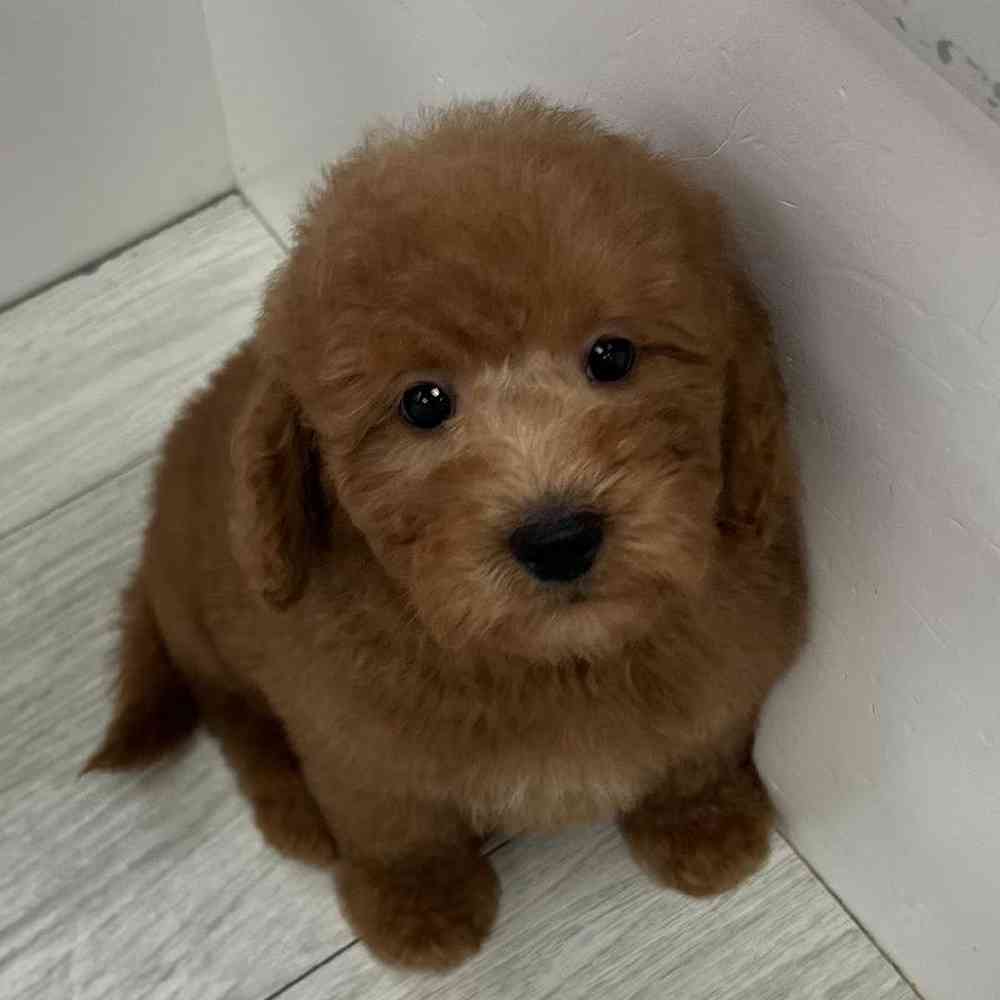 Male 2nd Gen Mini Goldendoodle Puppy for Sale in Bellmore, NY