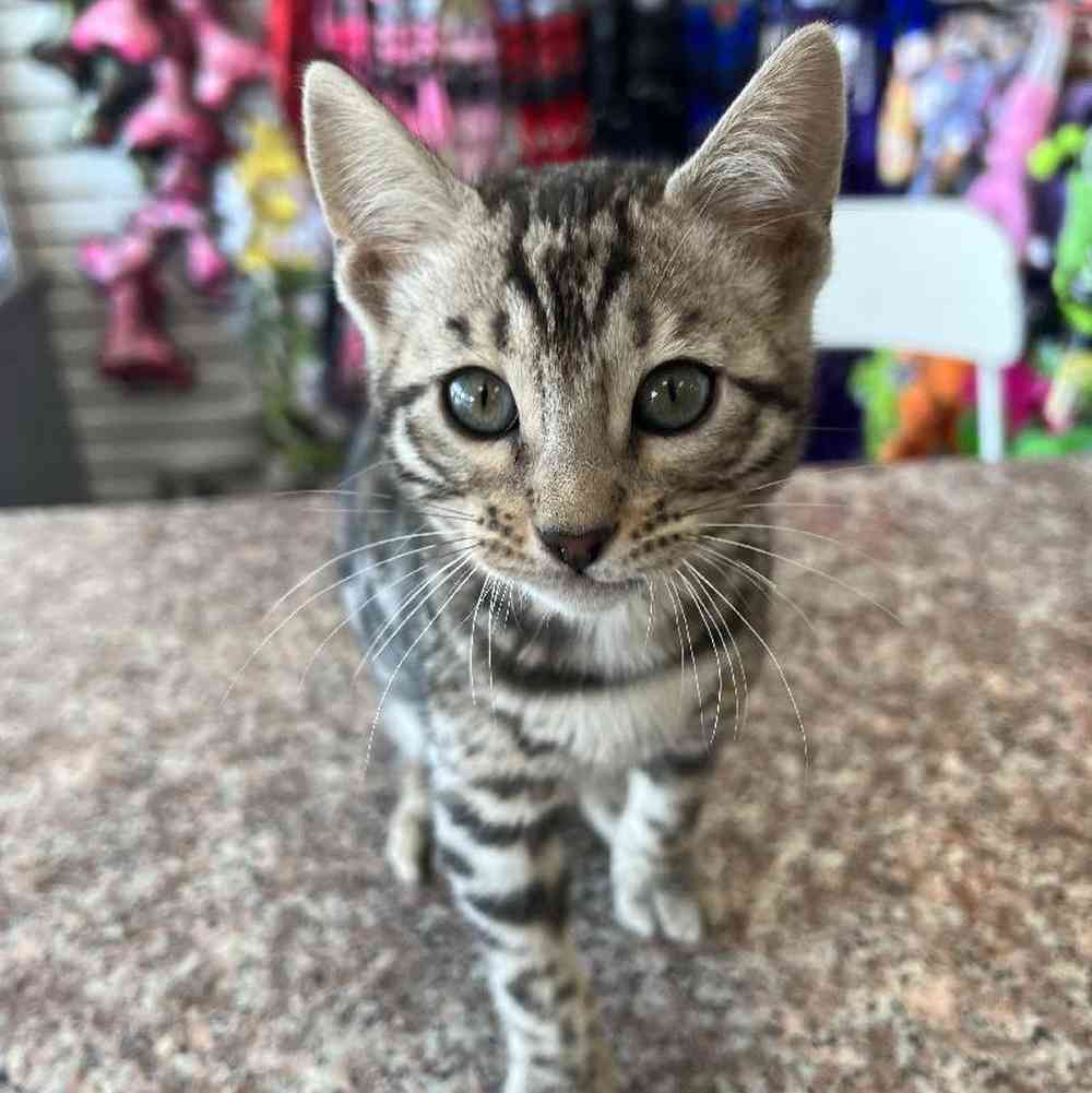 Female Bengal Kitten for Sale in Bellmore, NY