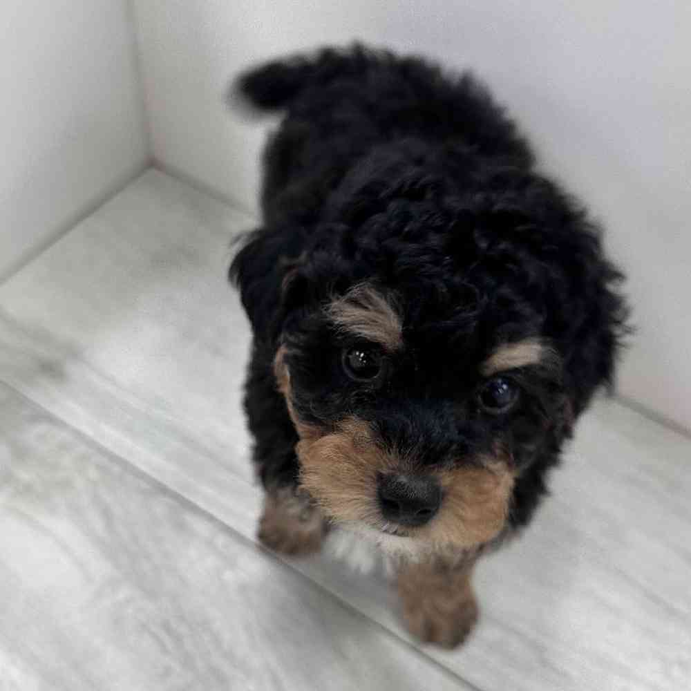 Male 2nd Gen Mini Bernedoodle Puppy for Sale in Bellmore, NY