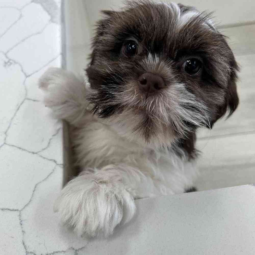 Male Shih Tzu Puppy for Sale in Bellmore, NY