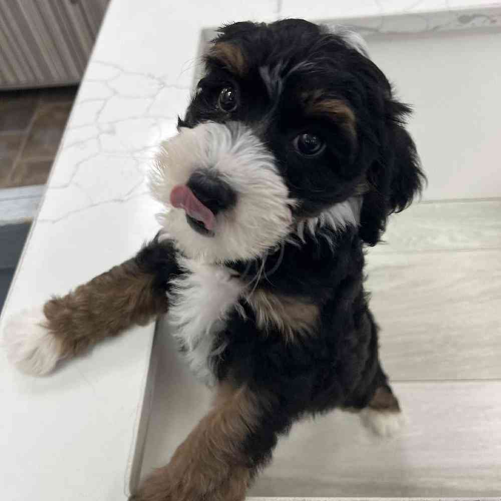 Female Mini Bernedoodle Puppy for Sale in Bellmore, NY
