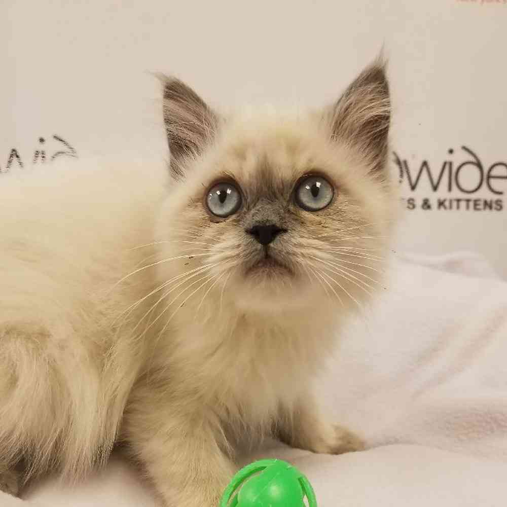 Female Himilayan Kitten for Sale in Bellmore, NY